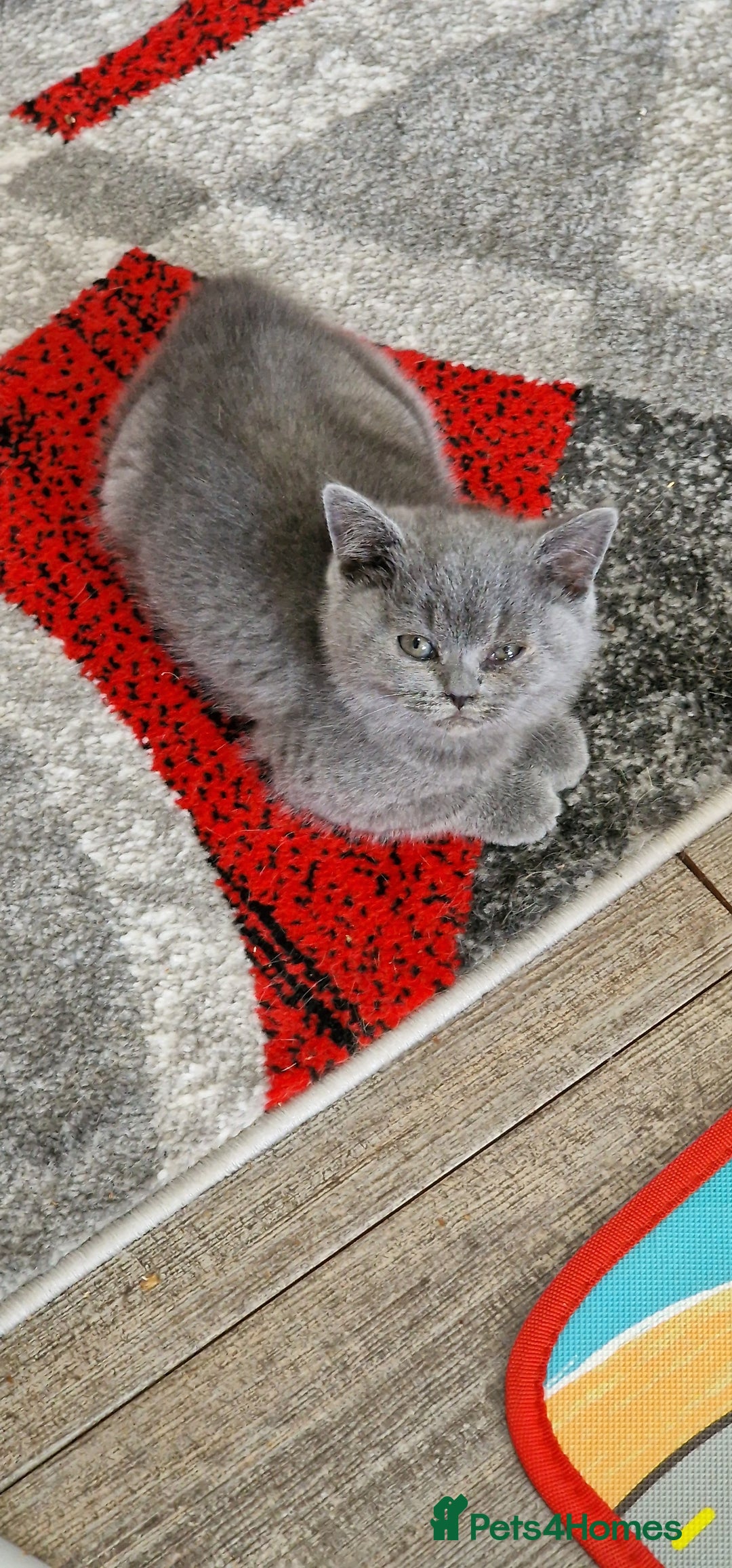 British Shorthair cats for sale: pure British short-hair ready for loving home in Doncaster - Image 1
