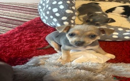 Pomchi dogs for sale: Pomchi x Jackchi puppies  - Image 17
