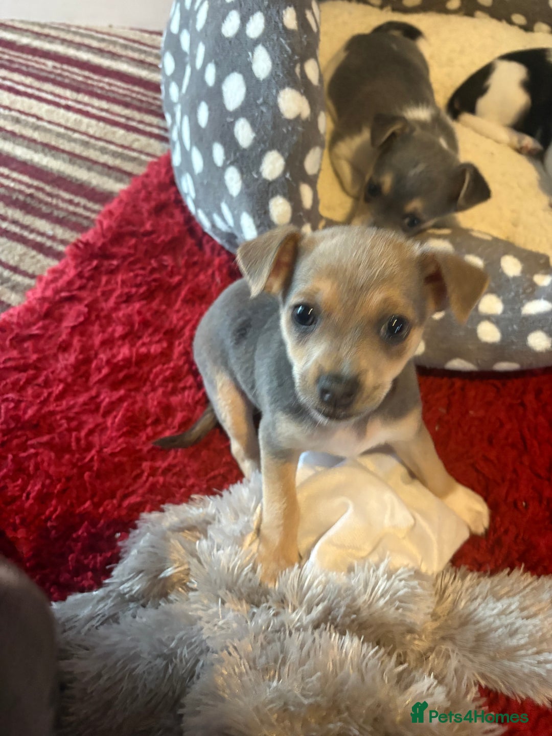 Pomchi dogs for sale: Pomchi x Jackchi puppies  - Image 17