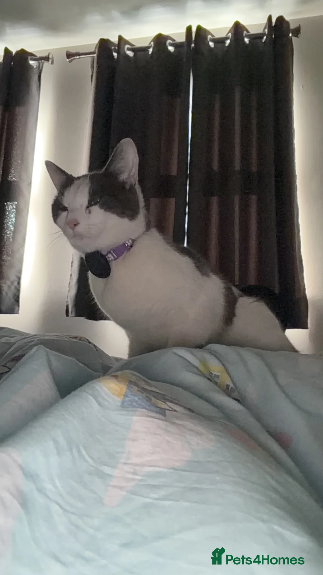 Domestic Shorthair cats for sale: 1 year old cat!  - Advert 2