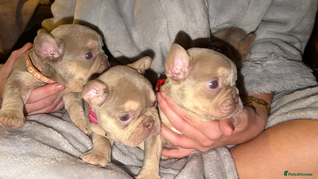 French Bulldog dogs for sale: 6 beautiful Isabella and tan  - Advert 11