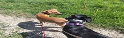 Mixed Breed dogs for adoption: Ruby is looking for her forever home  in Hayling Island - Advert 8