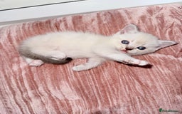 British Shorthair cats for sale: Beautiful Grey & White Kittens🐱💕 - Image 4