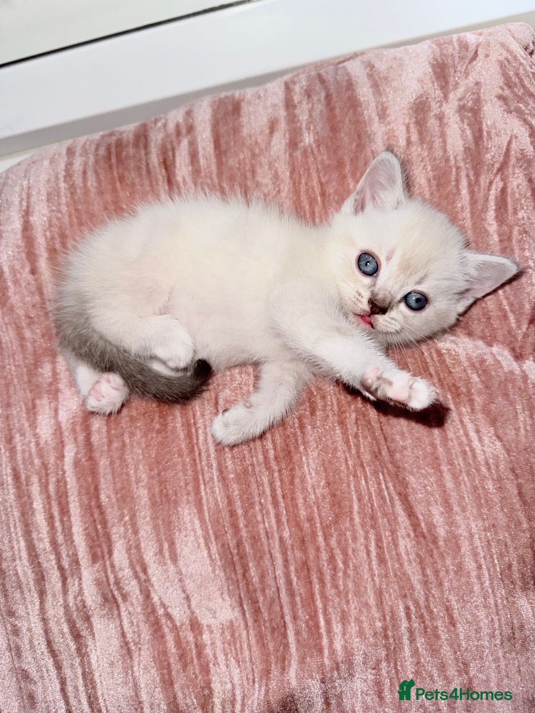 British Shorthair cats for sale: Beautiful Grey & White Kittens🐱💕 - Image 4