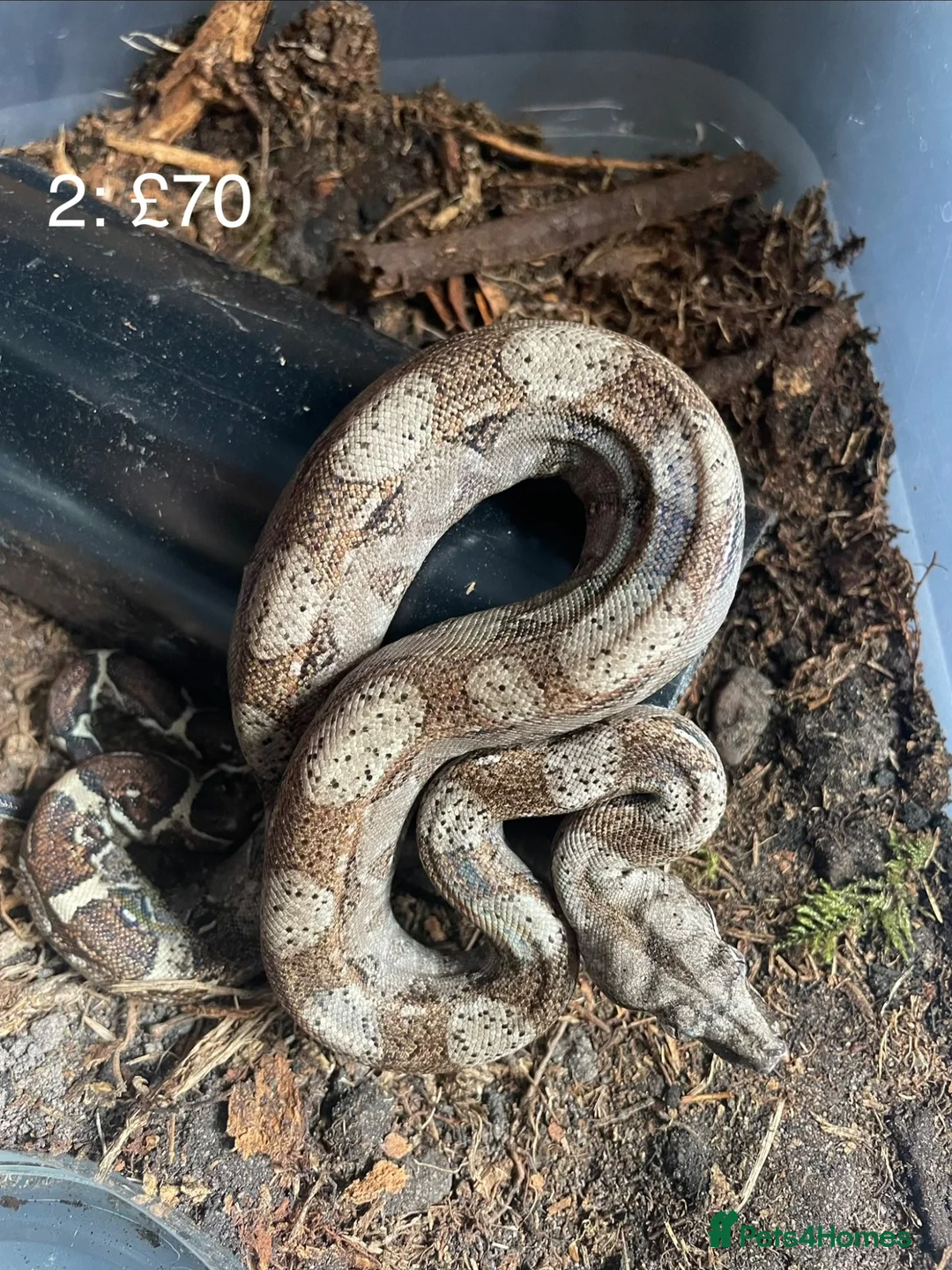Boa Snake reptiles for sale: Baby boa constrictors various morphs - Advert 1