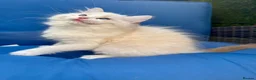 Ragdoll cats for sale: WORLD BEATIFUL RAGDOLL KITTEN / FIFE - Advert 7
