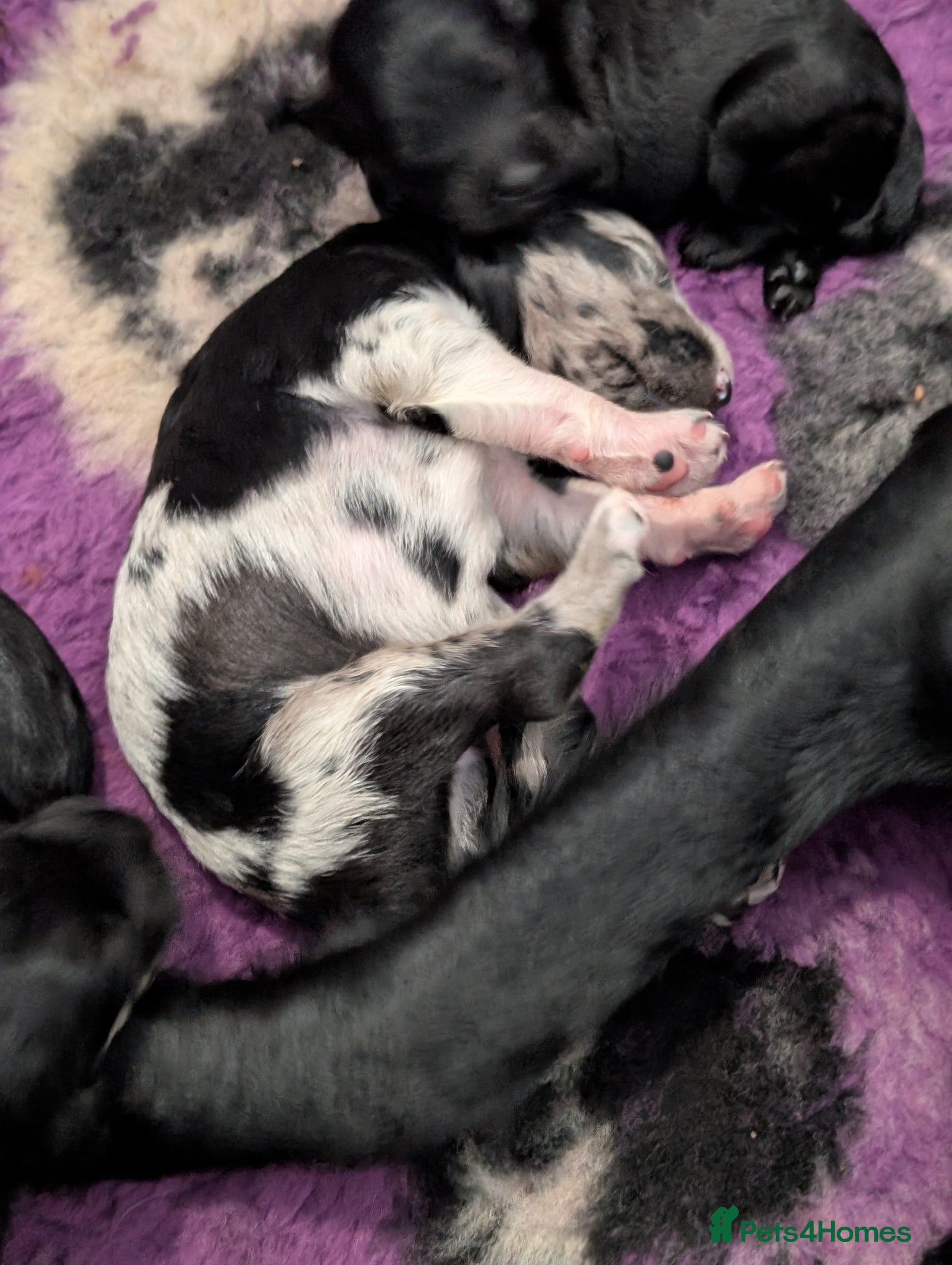 Labradoodle dogs for sale: Unique Labradoodles - Merle, Phantom, Black, Red - Advert 4
