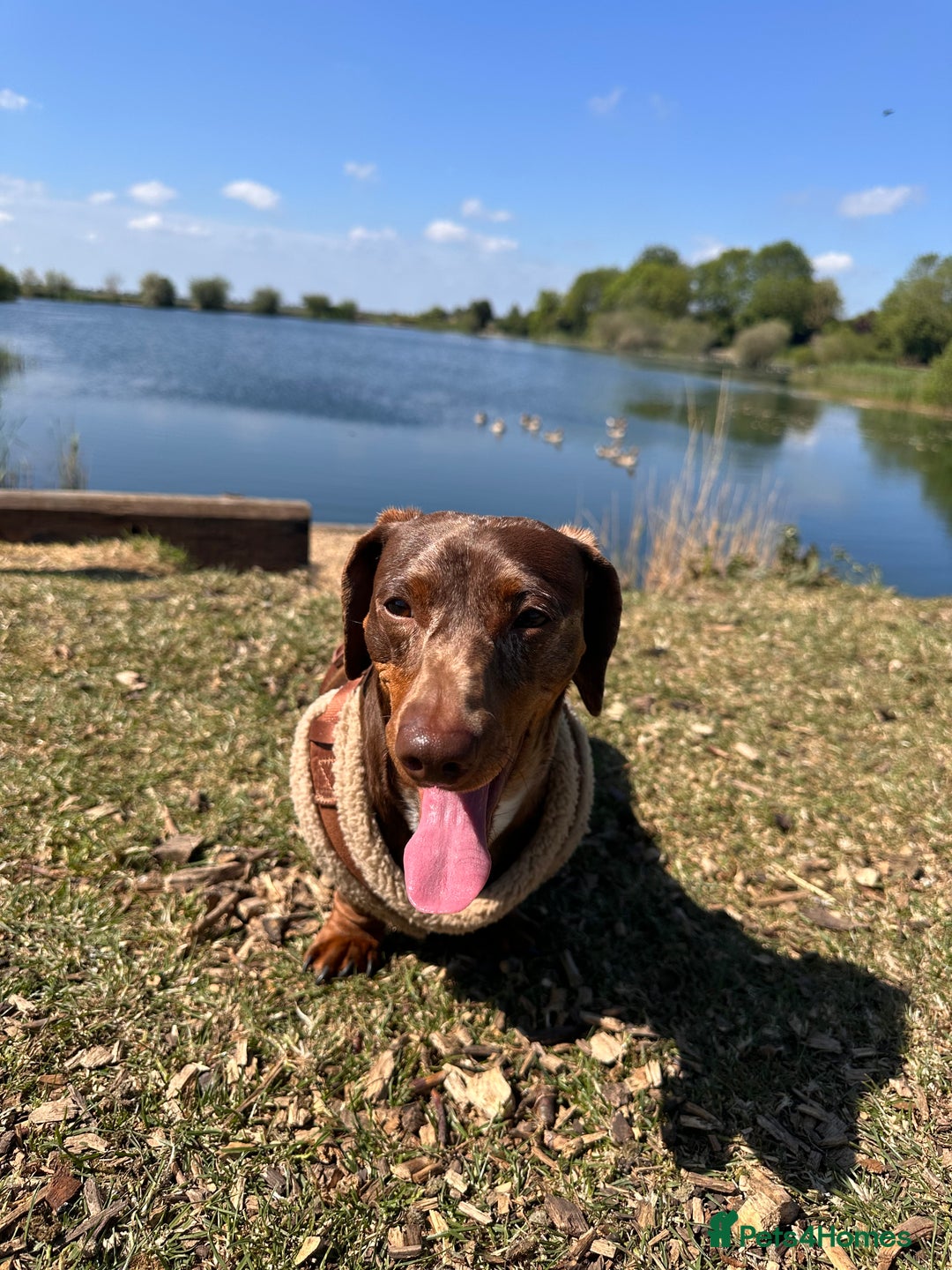 Miniature Dachshund dogs for sale: Rufus - 4YO Needing a new home  - Image 2