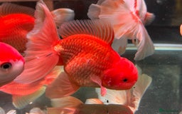 Fancy Goldfish fish for sale: Thai pleated goldfish - Image 5