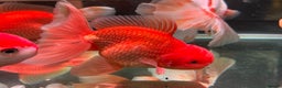 Fancy Goldfish fish for sale: Thai pleated goldfish - Advert 5