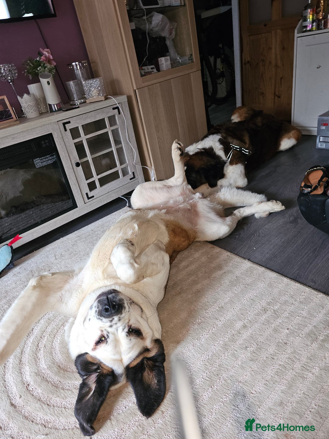 Saint Bernard dogs for sale: Saint bernards - Advert 1