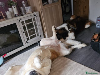 Saint Bernard dogs Saint bernards - Advert 1