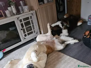 Saint Bernard dogs Saint bernards - Advert 14