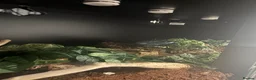 Python Snake reptiles for sale: ball python - Advert 7