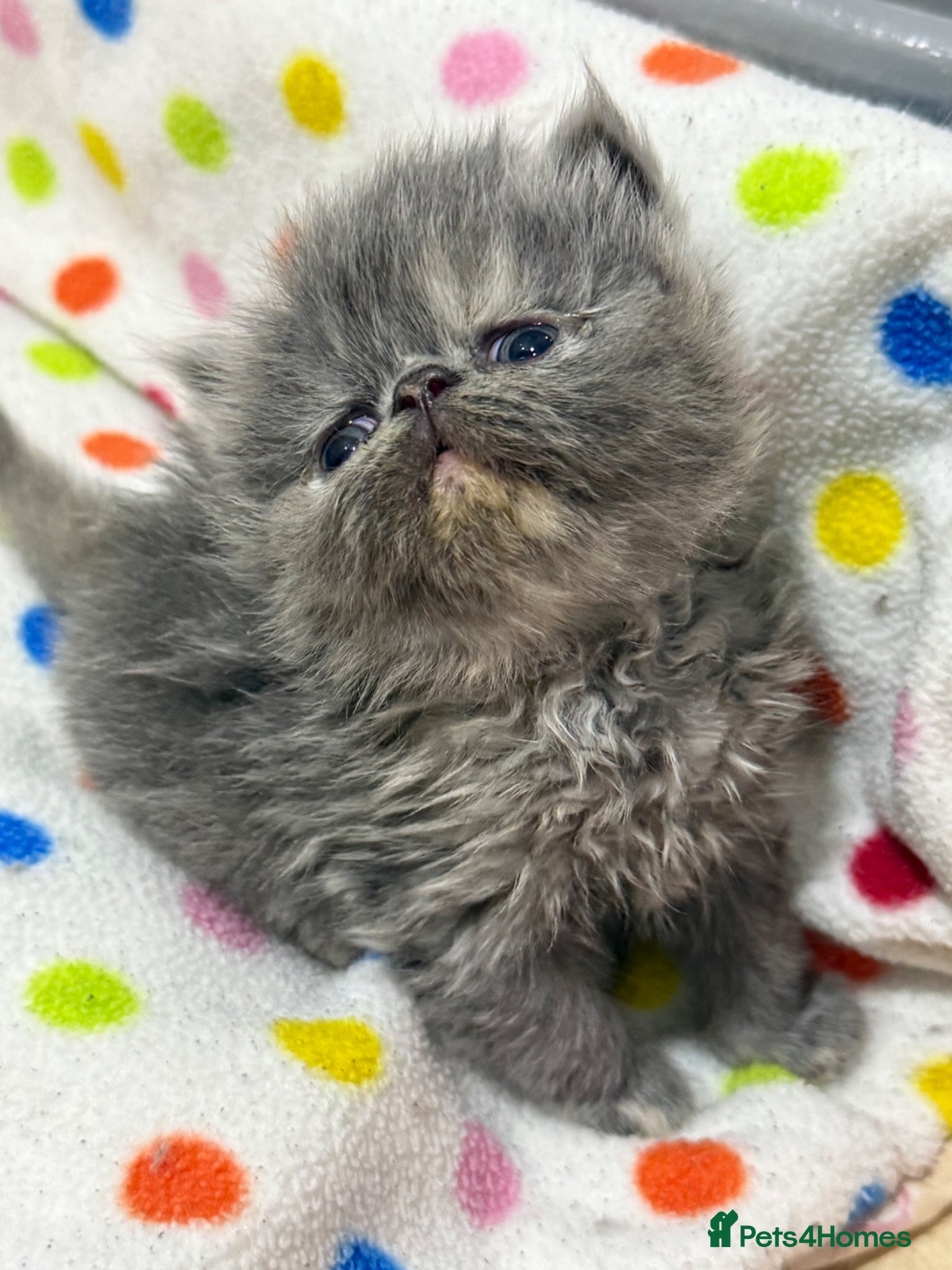 Persian cats Beautiful blue-cream Persian kitten - Advert 2