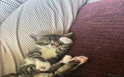 Bengal cats for sale: Only 1 little girl left. Needs her forever home xx in Oswestry - Image 13