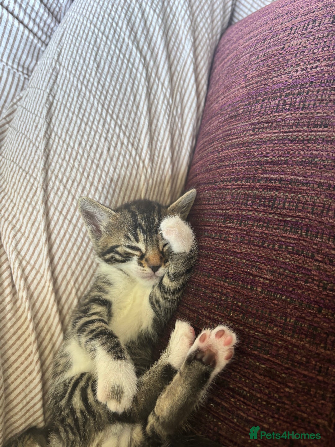 Bengal cats for sale: Only 1 little girl left. Needs her forever home xx in Oswestry - Image 13