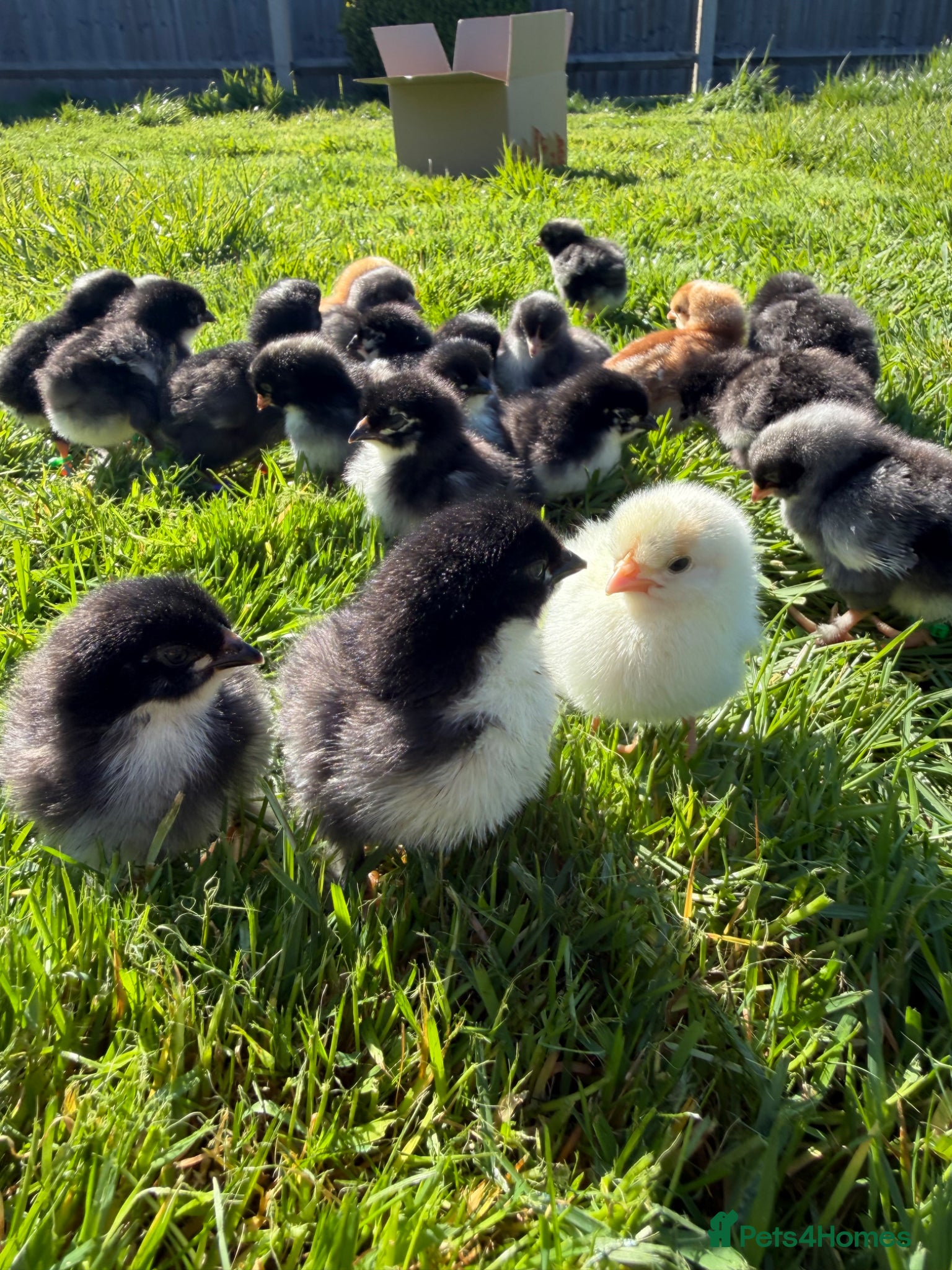 Chickens poultry Olive Egger & Copper Black Maran chicks - Advert 2