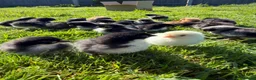 Chickens poultry for sale: Olive Egger & Copper Black Maran chicks - Advert 2