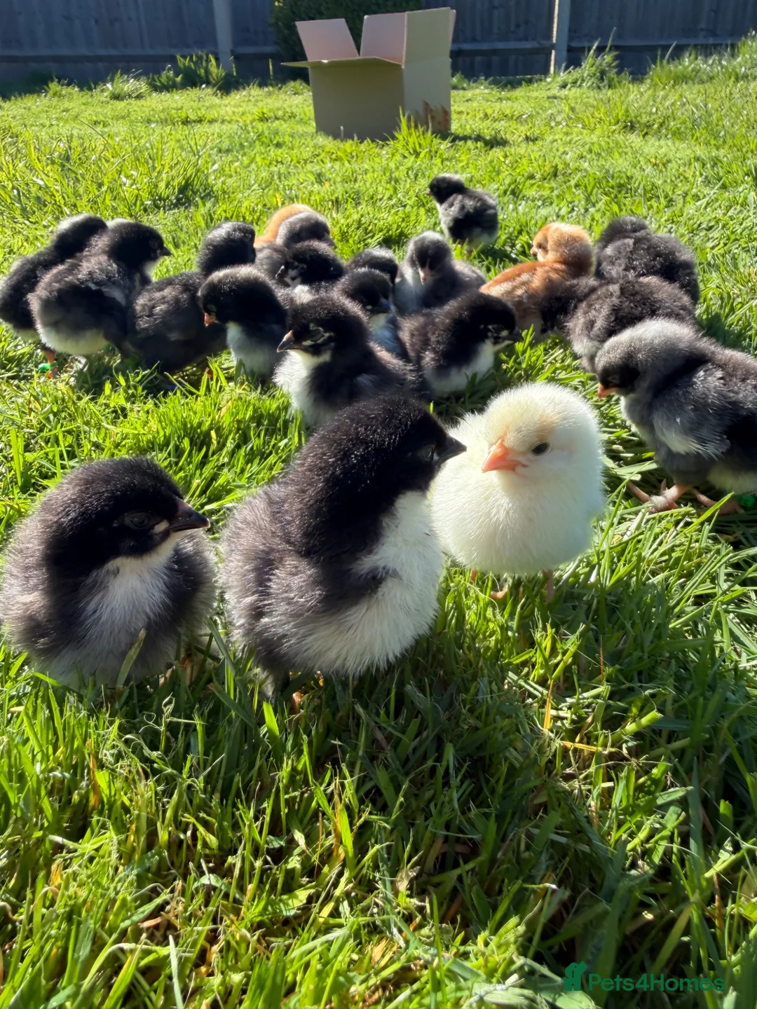 Chickens poultry for sale: Olive Egger & Copper Black Maran chicks - Advert 2