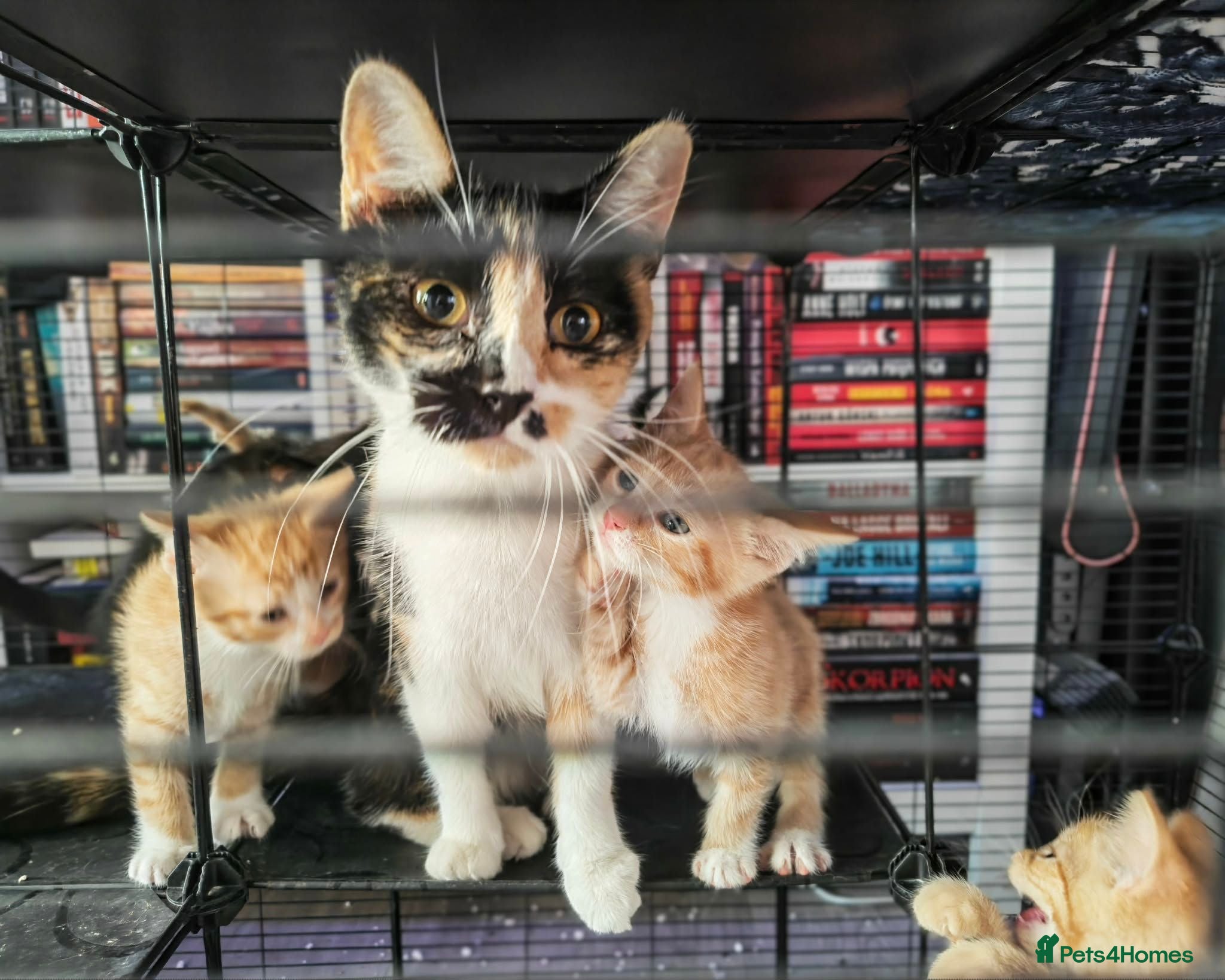 Mixed Breed cats Ginger kittens and more ;-) - Advert 2
