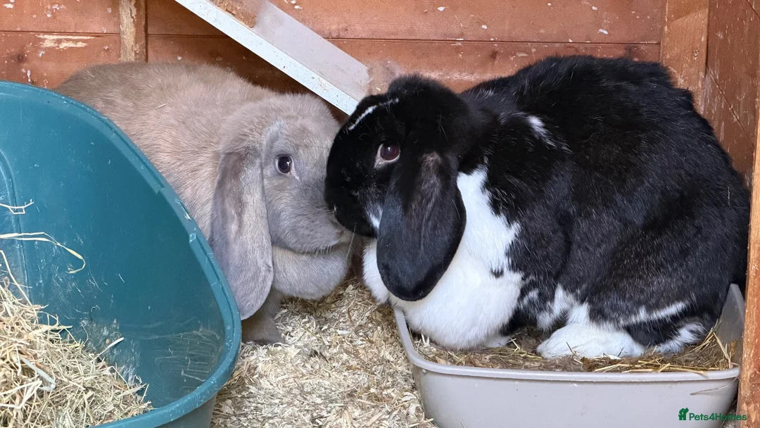 French Lop rabbits for sale: 3x French Lop rabbits (mum, daughter and dad) in Louth - Advert 2