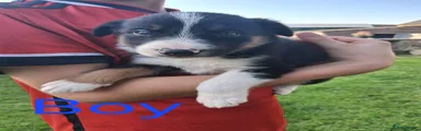 Border Collie 3