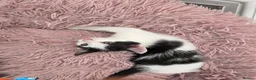 Mixed Breed cats for sale: Black & white male kitten - Advert 3