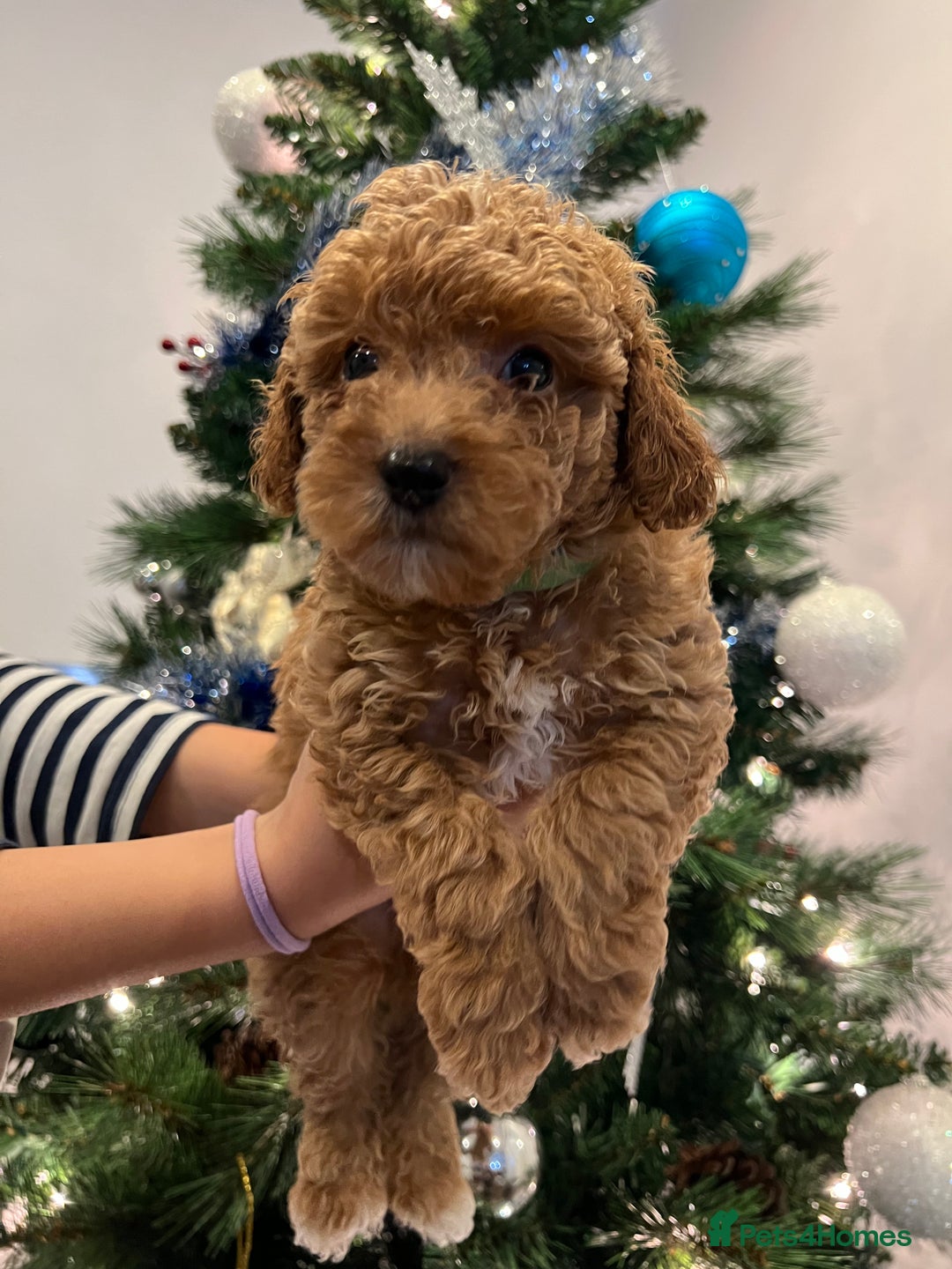 Toy Poodle dogs for sale: 4 stunning pure-bred Toy Poodle puppies - Advert 7