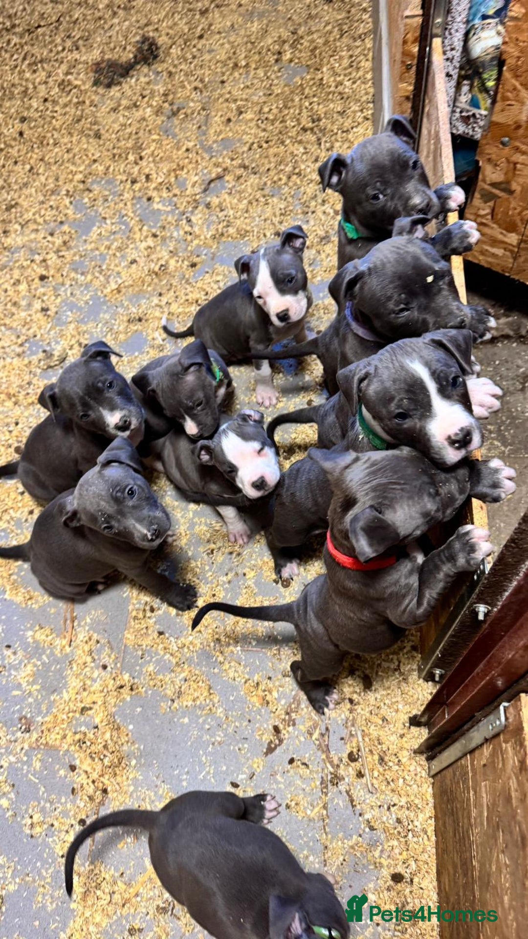 Staffordshire Bull Terrier dogs for sale:  ❤️ Beautiful Staffordshire puppies 🐶 - Advert 11