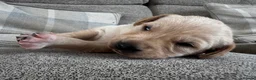 Mixed Breed dogs for sale: Beautiful Labrador x Pointer Puppies  - Advert 10