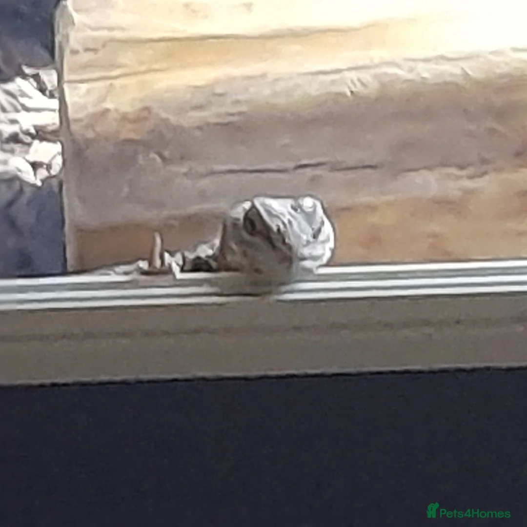 Lizard reptiles for sale: Uromastyx - Advert 2