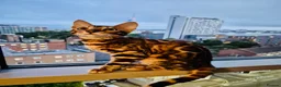 Bengal cats for sale: 🐆 Beautiful Purebred Bengal Kitten - Advert 4