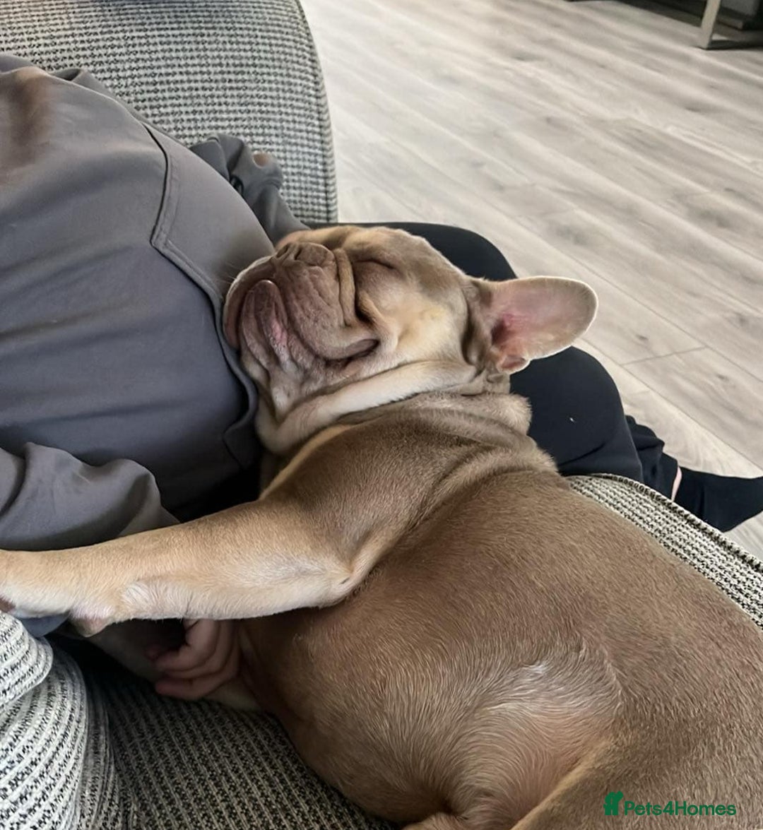 French Bulldog dogs for sale: Lilac and Tan 2YearOld Frenchie  - Image 3
