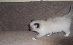 Ragdoll cats for sale: 😎 RAGDOLL KITTENS PUREBRED 100% STOKE 😍 - Image 7