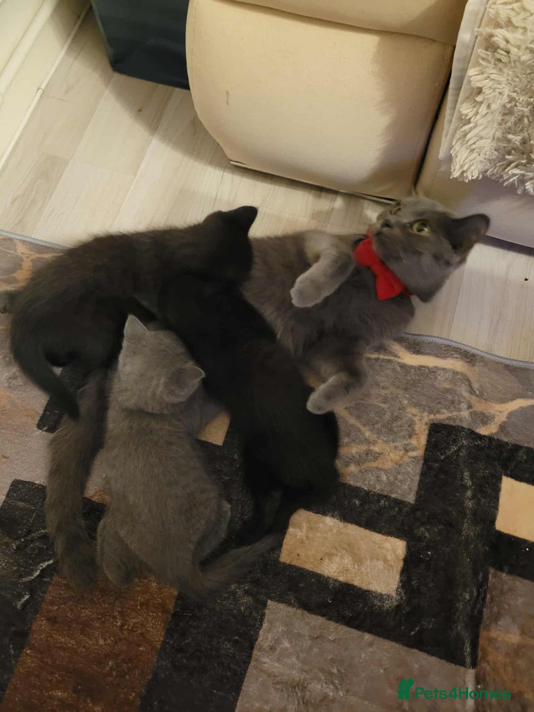 British Shorthair cats for sale:  two boys and one girl. - Image 6