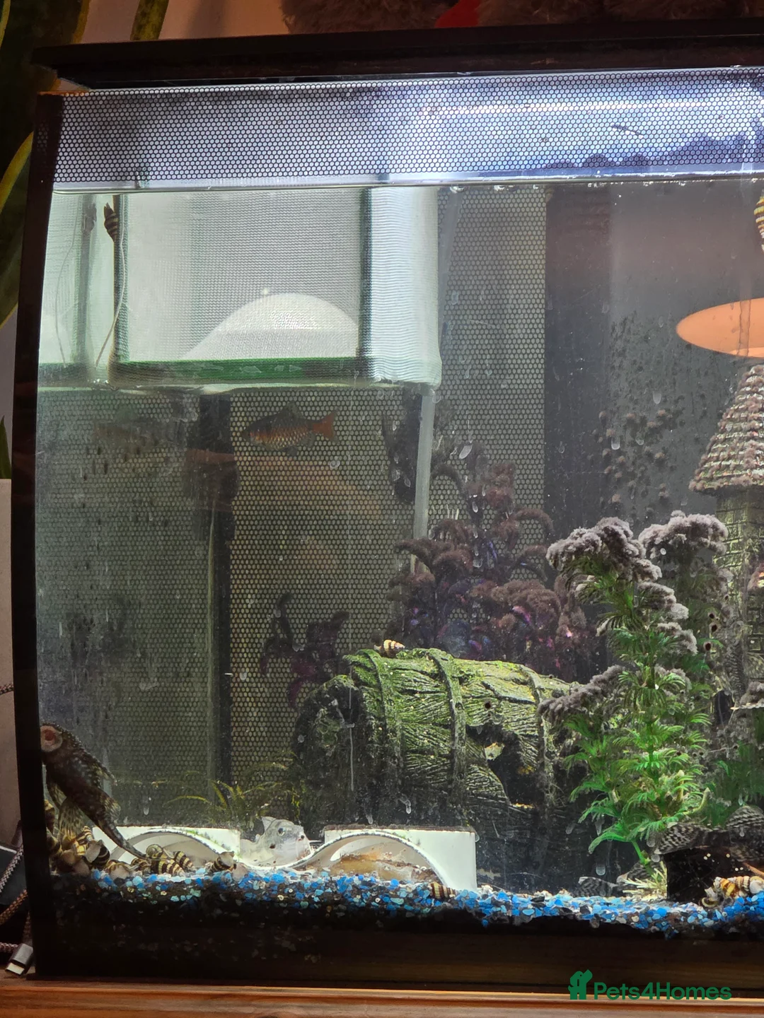 Plecos fish for sale: Plecos  - Advert 3