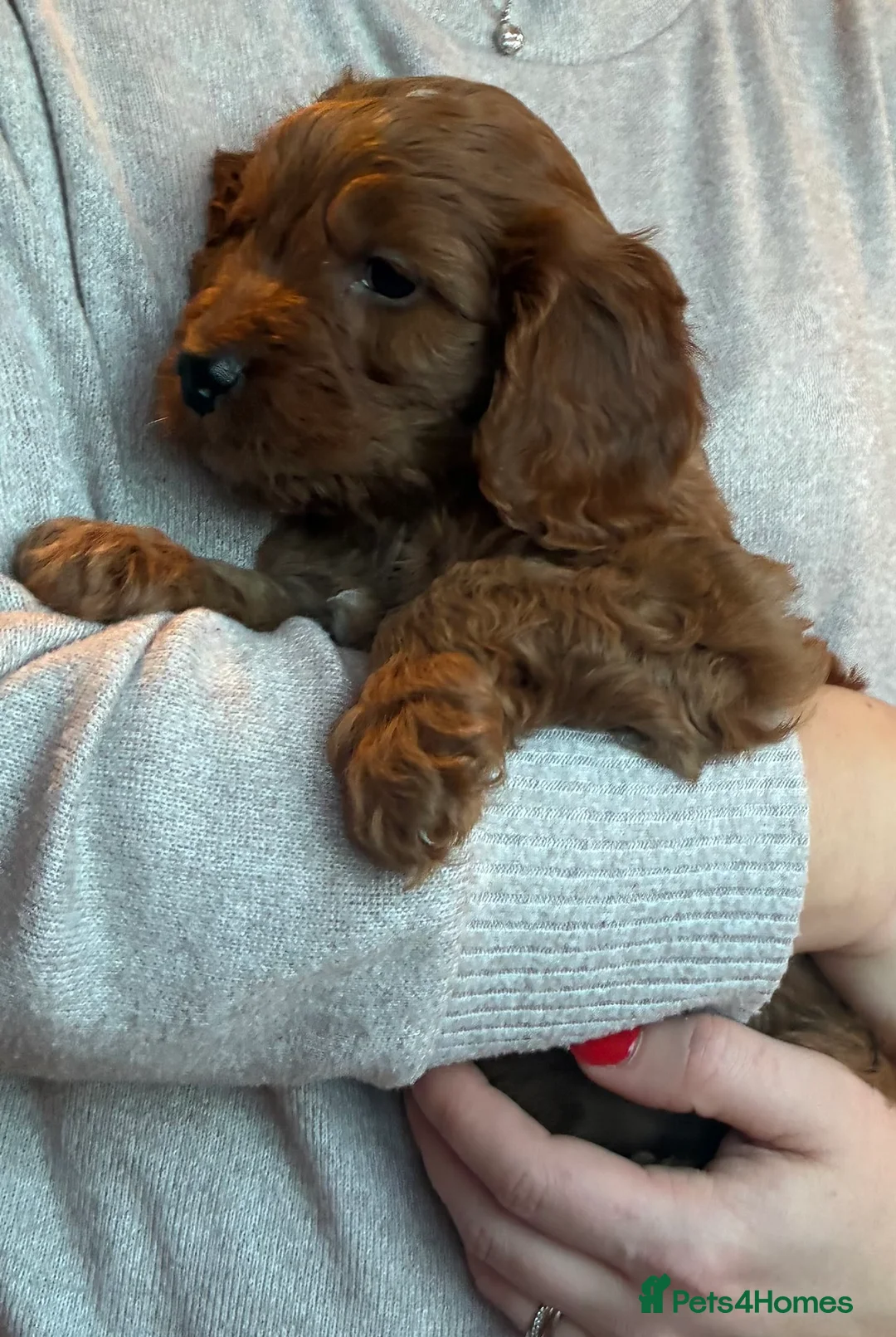 Cockapoo dogs for sale: Cockerpoo puppies  - Advert 7