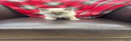 Ragdoll cats for sale: Ragdoll seal point kittens - Advert 3