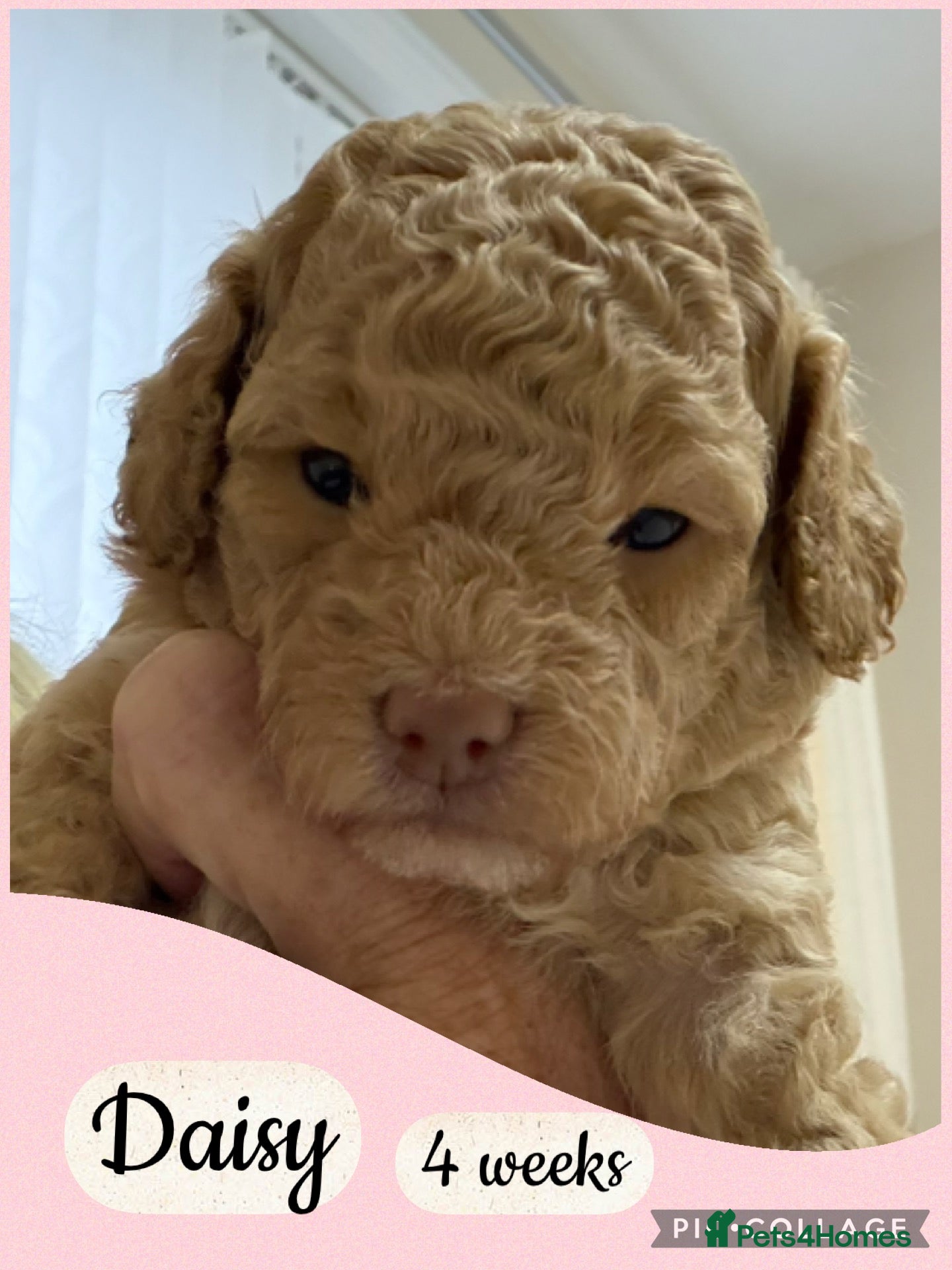 Toy Poodle dogs Kc little girl  - Advert 7