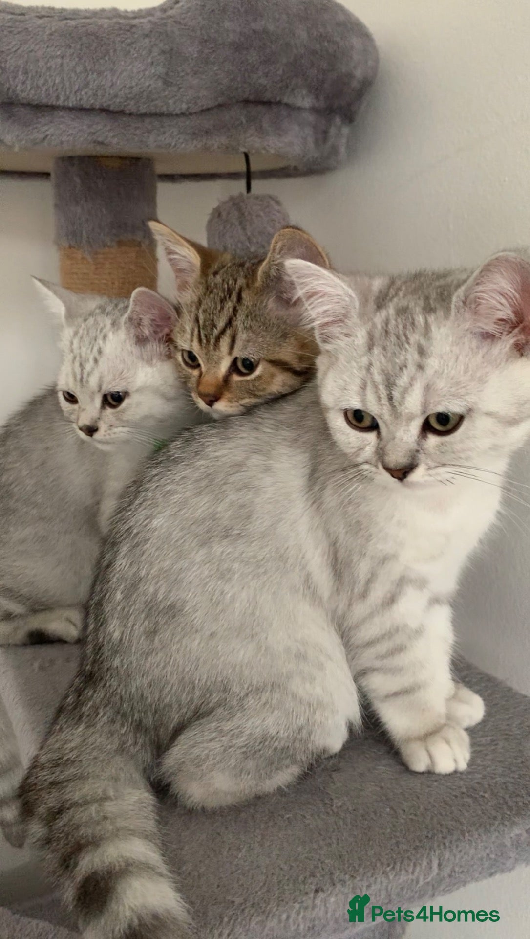 British Shorthair cats Beautiful British Shorthair Babies 🤍 - Advert 2