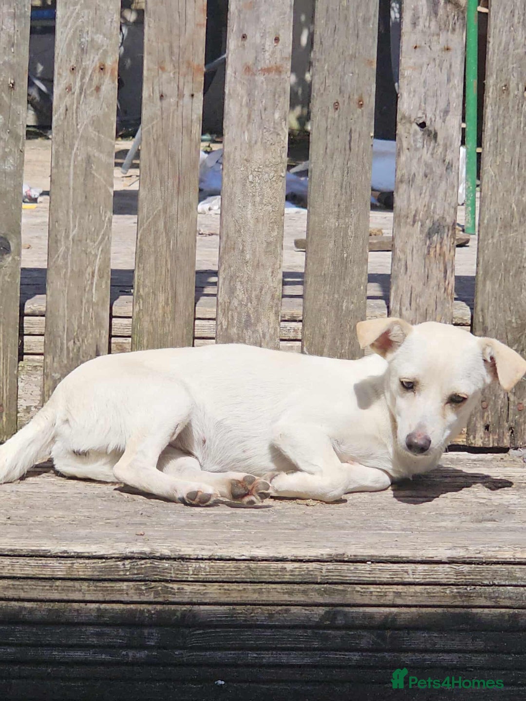 Mixed Breed dogs for adoption: Pretty Peta - Image 2