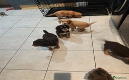 Cocker Spaniel dogs for sale: 3 kc reg working cocker spaniels avaliable  - Image 23