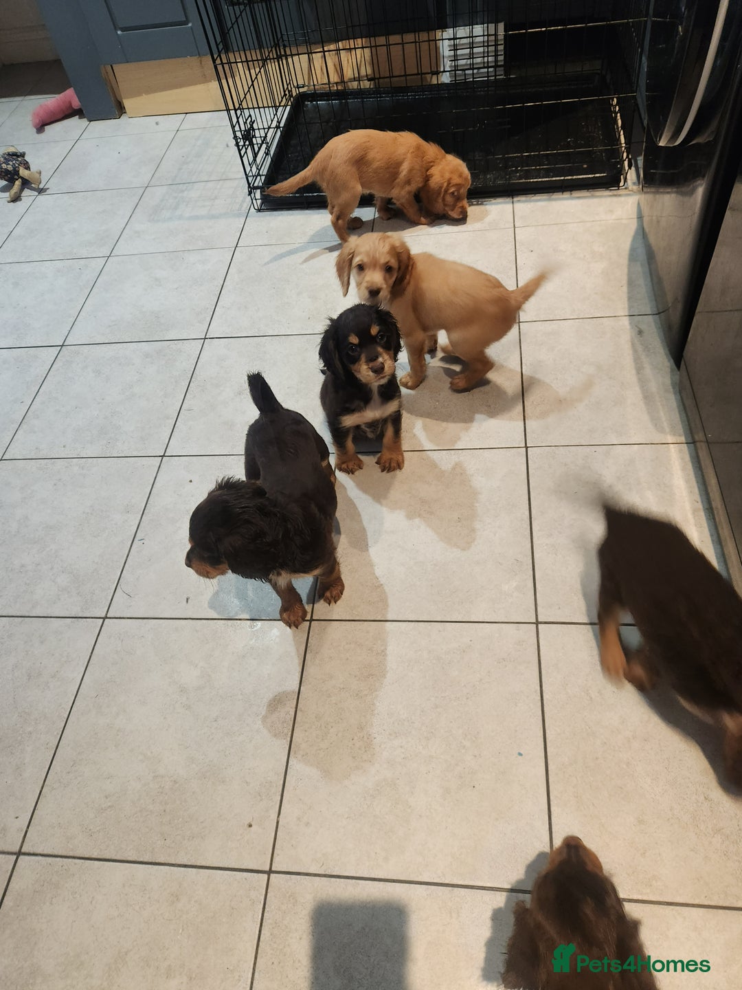 Cocker Spaniel dogs for sale: 3 kc reg working cocker spaniels avaliable  - Image 23