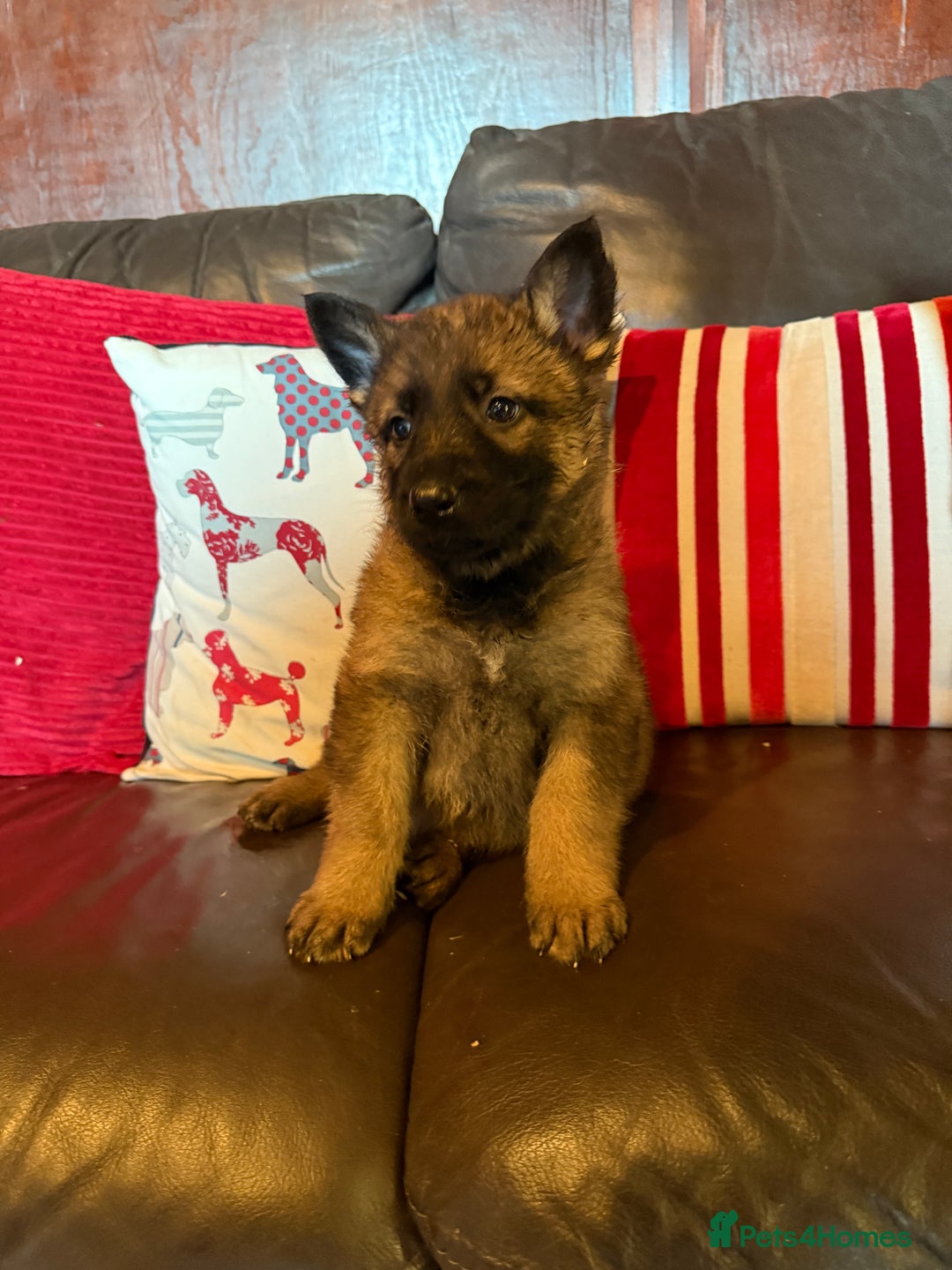 German Shepherd dogs for sale: Beautiful kc reg working line German shepherds  - Advert 12