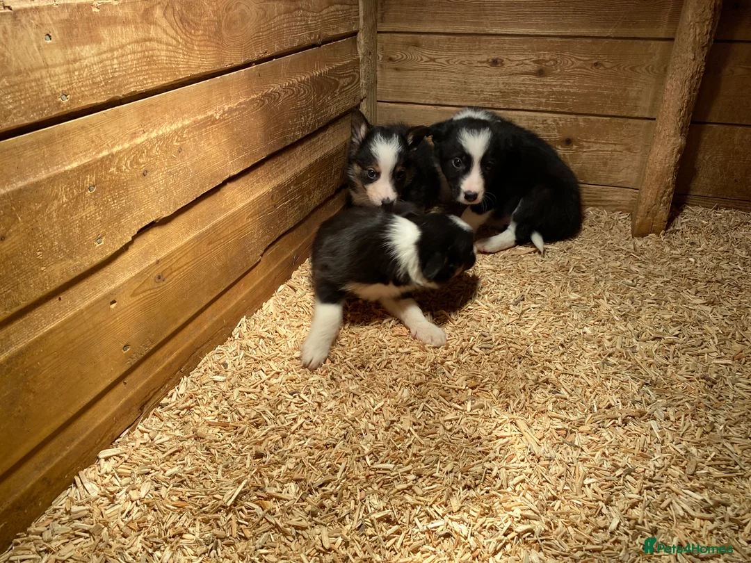 Border Collie dogs for sale: Border collie puppies - Advert 5