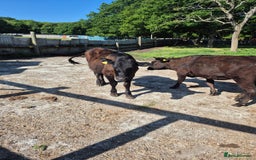 Cows & Bulls livestock for sale: 2 Wagyu Breeding, Store Heifers - Image 8