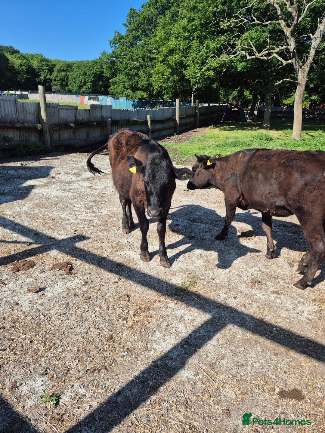 Cows & Bulls livestock for sale: 2 Wagyu Breeding, Store Heifers - Image 8