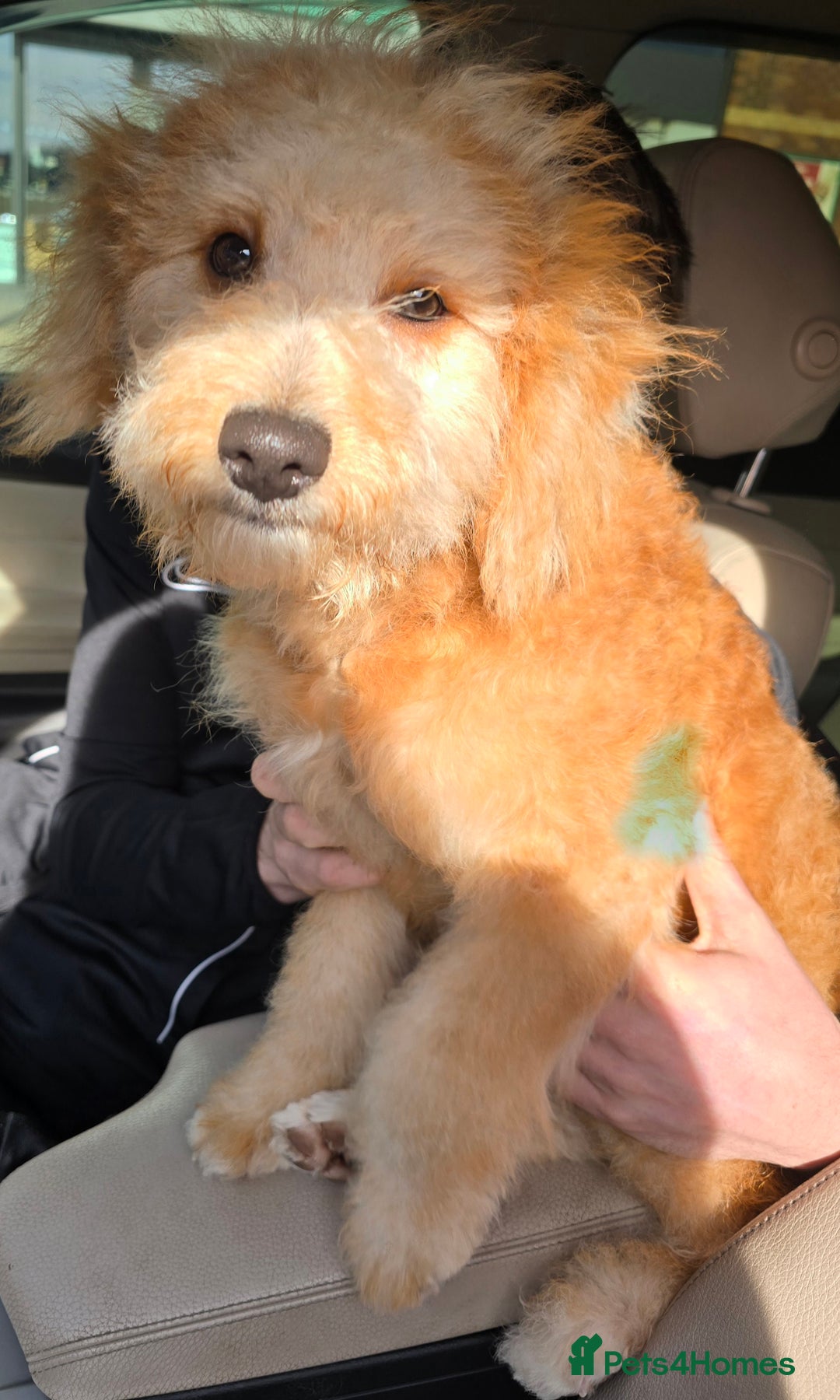 Mixed Breed dogs for sale: Mixed breed puppies. - Image 6