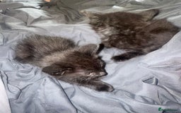 British Shorthair cats for sale: Kittens for sale - Image 7